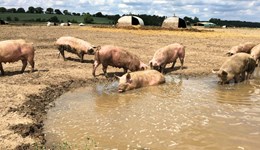 Avoiding heat stress in pigs: outdoor herds